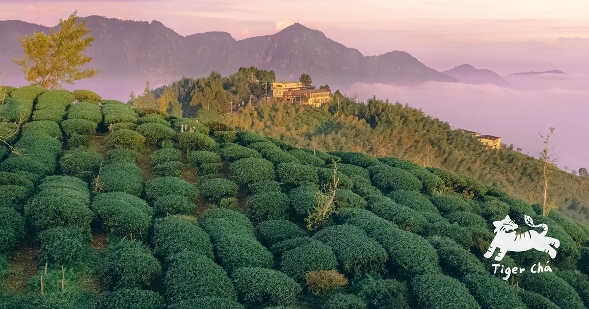 Sunset over a Taiwan mountain tea plantation with rows of oolong bushes, misty peaks, and cloud sea in the background.